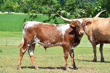 Bull Calf