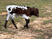 Bull Calf